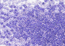 Бисер Япония MIYUKI Seed Beads 15/0 5г 0538 сирень цейлонская